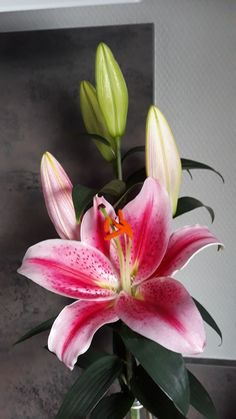 a pink and white flower in a silver vase