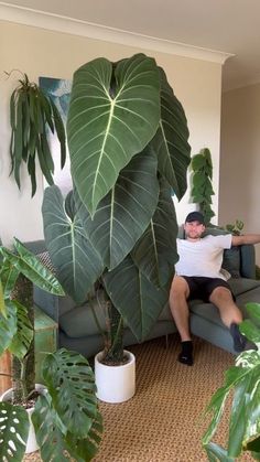 a man sitting on a couch next to a large plant