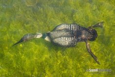 a bird is swimming in the water with its head above the water's surface