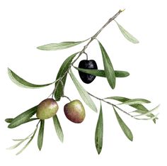 an olive tree branch with green leaves and two fruits hanging from it's branches