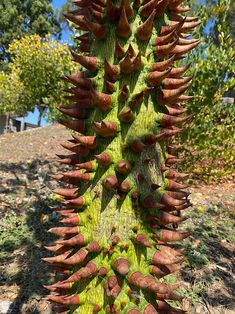 a large green plant with lots of red flowers on it's stalk, in front of some trees