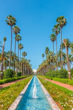 palm trees and water feature in the middle of a garden with blue skies above it