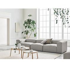 a living room with two couches, coffee table and potted plant in the corner