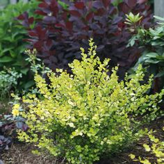 a bush with yellow flowers in the middle of some plants