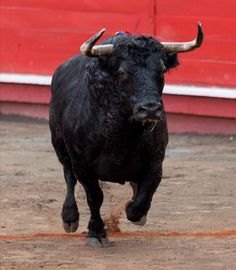 a bull is running in the dirt near a red wall and door that has been closed