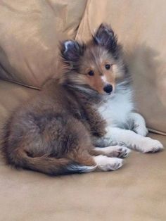 a brown and white dog sitting on top of a couch next to a tan pillow