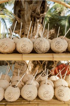 coconuts are lined up on a shelf in front of a palm tree and other items