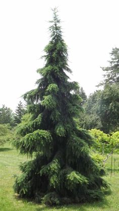 a very tall pine tree sitting in the middle of a field