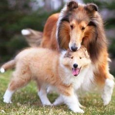 two dogs are playing together in the grass