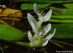 some white flowers are floating in the water