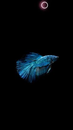 a blue siamese fish in the dark with its tail curled up and it's head turned to the side