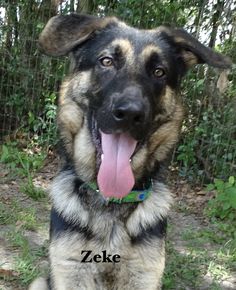 a german shepherd sitting in the grass with its tongue hanging out and looking at the camera