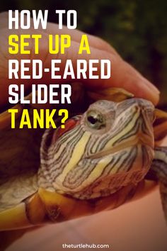 a hand holding a turtle with the words how to set up a red - eared slider tank?