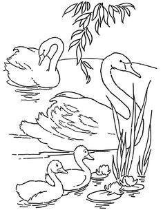 ducks and their babies swimming in the pond coloring pages for kids to print out on