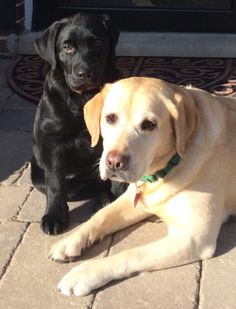 two dogs sitting on the ground next to each other