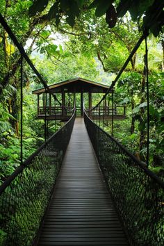 a wooden bridge in the middle of some trees