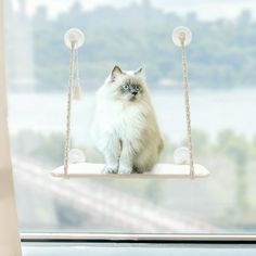 a cat sitting on a swing in front of a window