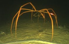 a large spider crawling on the ground at night