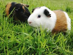 two brown and white guinea pigs laying in tall green grass, one is looking at the camera