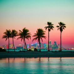 palm trees line the beach in front of a cityscape at sunset, with skyscrapers in the distance