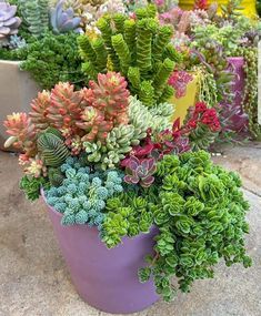 many different types of succulents are in a purple pot on the ground