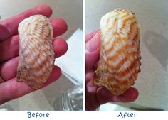 two pictures of a sea shell being held in someone's hand