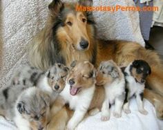 a group of puppies sitting on top of a bed next to an adult dog