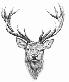 a drawing of a deer's head with antlers