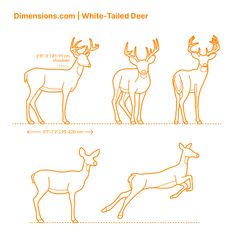 three different types of deers are shown in the diagram below, and on each side is