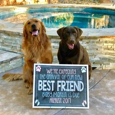 two dogs sitting next to each other in front of a pool with a sign that says best friend