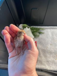 a small bird sitting on top of someone's hand in the back of a car