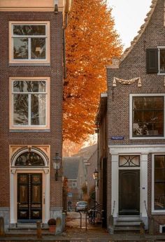 an orange tree is in front of some brick buildings with white trim and windows on each side