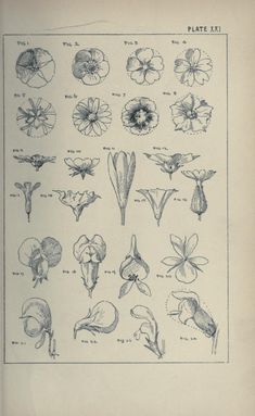 an old book with various flowers and plants in each section, including one large flower