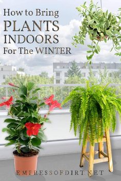 two potted plants sitting next to each other on a window sill with the words how to bring plants indoors for the winter