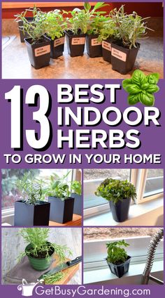 small potted herbs sitting in front of a window Indoor Vegetables, Indoor Herb, نباتات منزلية, Indoor Vegetable Gardening, Indoor Herb Garden