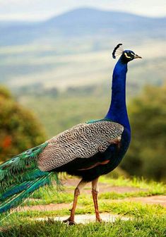 a peacock standing on top of a lush green field