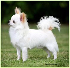 a small white and brown dog standing on top of a grass covered field with trees in the background