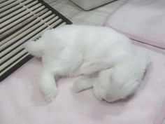 a small white dog laying on top of a pink blanket next to a radiator