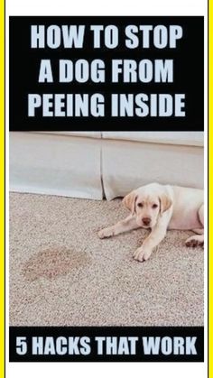 a dog is laying on the floor next to a wall with text that reads, how to stop a dog from peeing inside 5 hacks that work