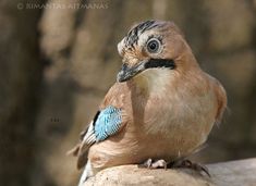 a small bird with a blue patch on its head