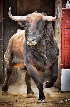 a bull with large horns standing in front of a building and spraying water on it's face