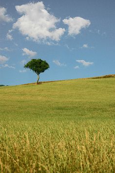 a lone tree on a grassy hill under a blue sky with white clouds in the background