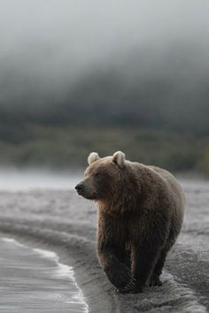 a large brown bear walking across a wet beach