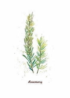 a watercolor painting of some green plants with the word rosemary written on it's side