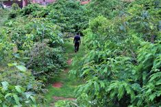 a man walking down a path in the middle of a lush green forest filled with trees