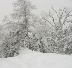 a man riding skis down a snow covered slope next to tall trees and evergreens