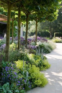 a garden with lots of plants and trees