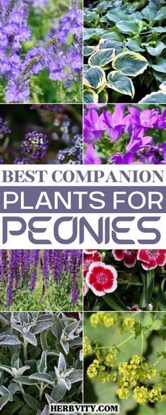 different types of plants with the words best companion plants for peonies on them