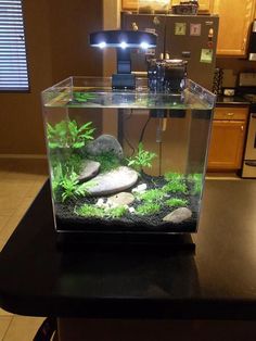 an aquarium with rocks and plants in it