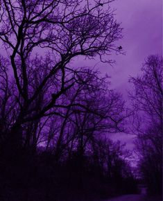 a purple sky with trees in the foreground and a road on the other side